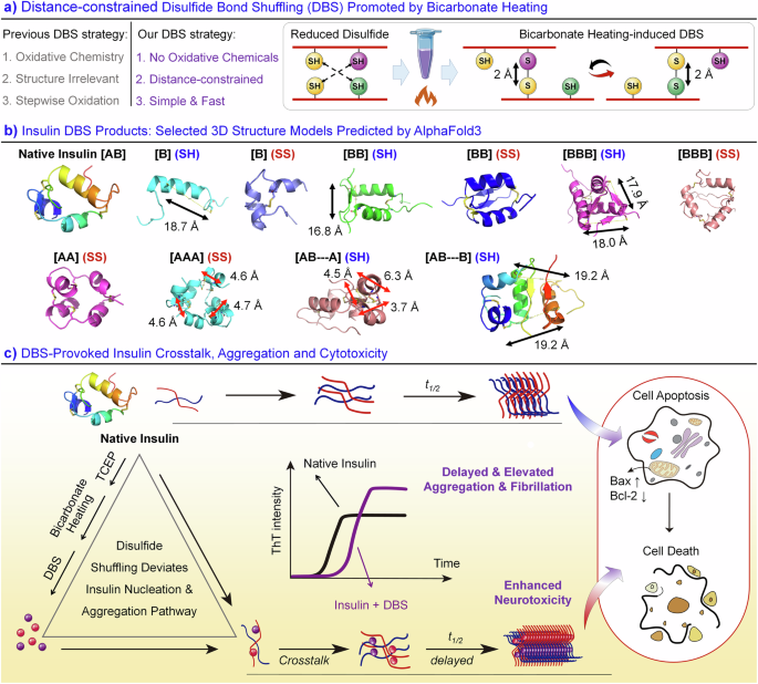 Spatially constrained disulfide bond shuffling delays insulin aggregation and enhances neurotoxicity