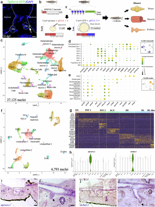 Somites are a source of nephron progenitors in zebrafish