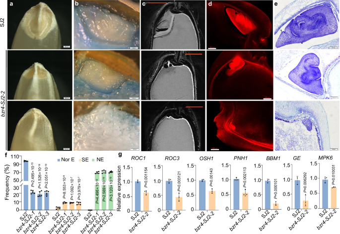 OsBZR4 regulates temperature-dependent embryogenesis in rice