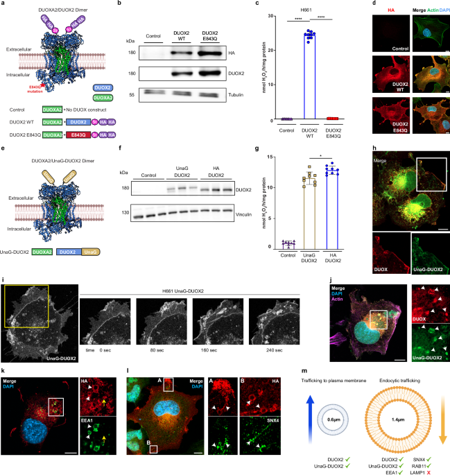 Spatiotemporal H2O2 flashes coordinate actin cytoskeletal remodeling and regulate cell migration and wound healing