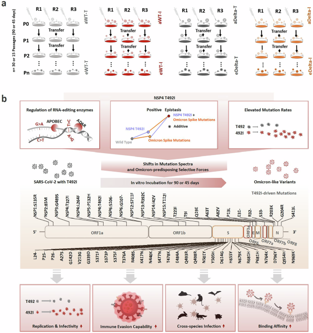 A single mutation may contribute to accelerated evolution of SARS-CoV-2 toward Omicron