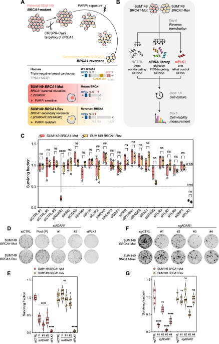Autocrine interferon poisoning mediates ADAR1-dependent synthetic lethality in BRCA1/2-mutant cancers