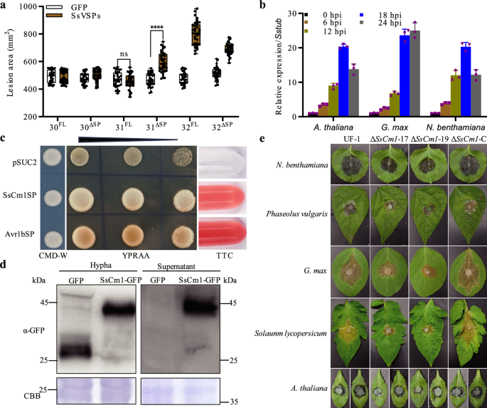 A fungal effector promotes infection via stabilizing a negative regulatory factor of chloroplast immunity