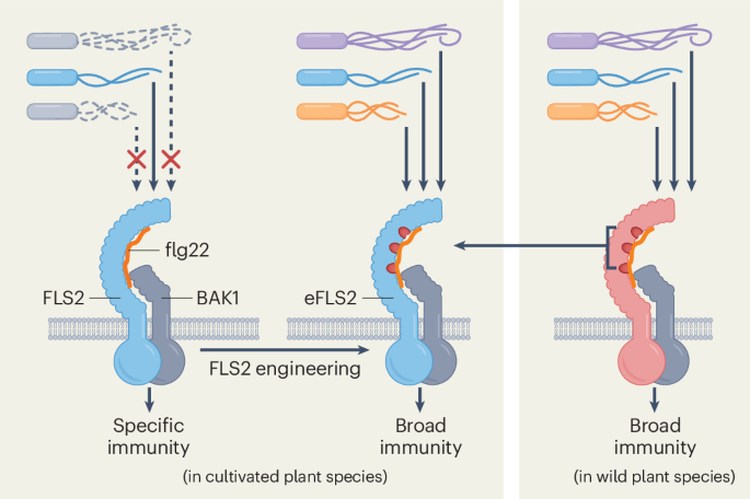 Expanding flg22 recognition in plants