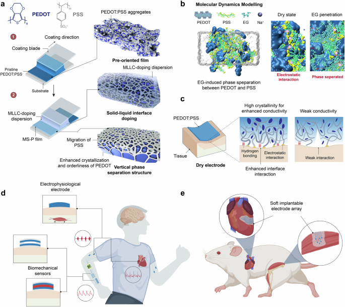 Highly conductive polymer with vertical phase separation for enhanced bioelectronic interfaces