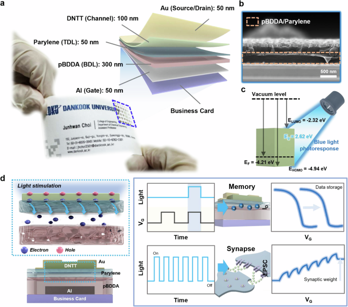 Photoresponsive dual-mode memory transistor for optoelectronic computing: charge storage and synaptic signal processing