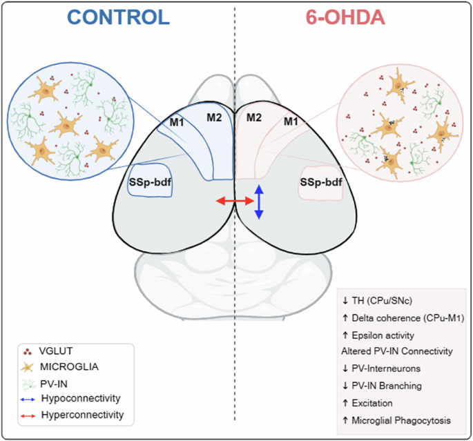 Parkinsonism disrupts cortical function by dysregulating oscillatory, network and synaptic activity of parvalbumin positive interneurons