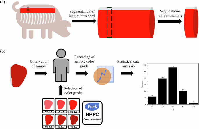 Rapid construction method for a precision pork color scoring model based on standard color board images