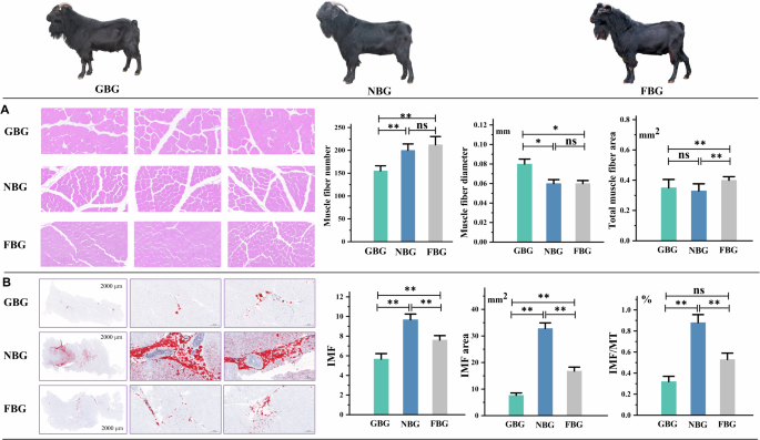 Integrated transcriptomic analysis unveils molecular mechanisms regulating meat quality in newly improved black goat breeds