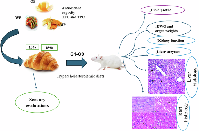 Investigating the anti-hypolipidemic effects of croissants enriched with fruit byproducts in a rat model