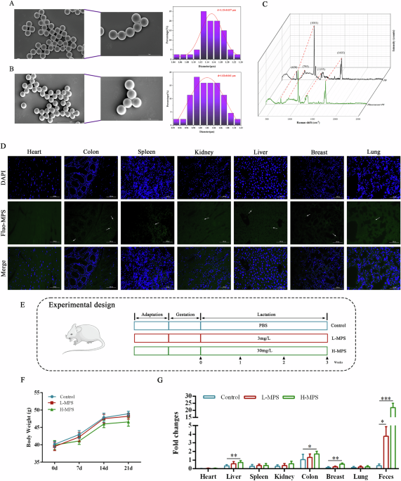Polystyrene microplastics induce potential toxicity through the gut-mammary axis
