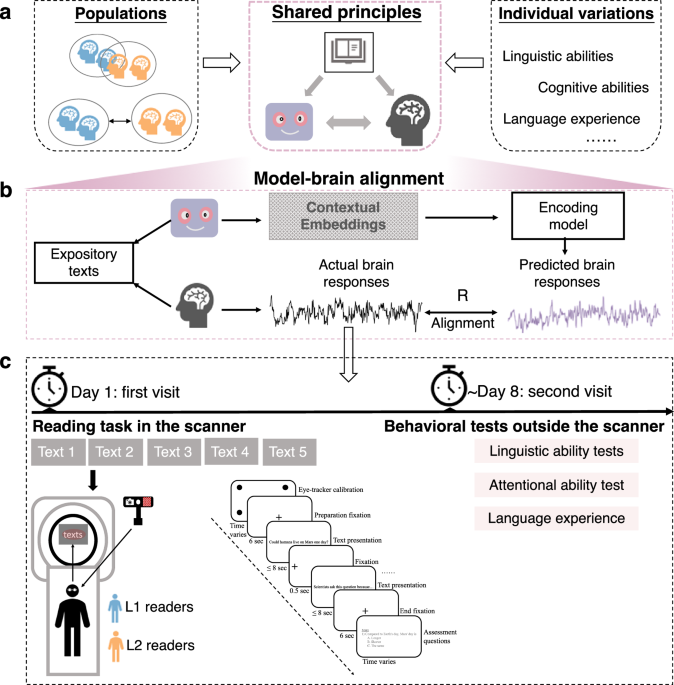 Reading comprehension in L1 and L2 readers: neurocomputational mechanisms revealed through large language models