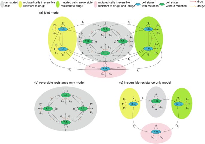 Personalized cancer treatment strategies incorporating irreversible and reversible drug resistance mechanisms