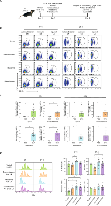 Targeting Langerhans cells via skin delivery of HIV Envelope enhances the antibody response to vaccination