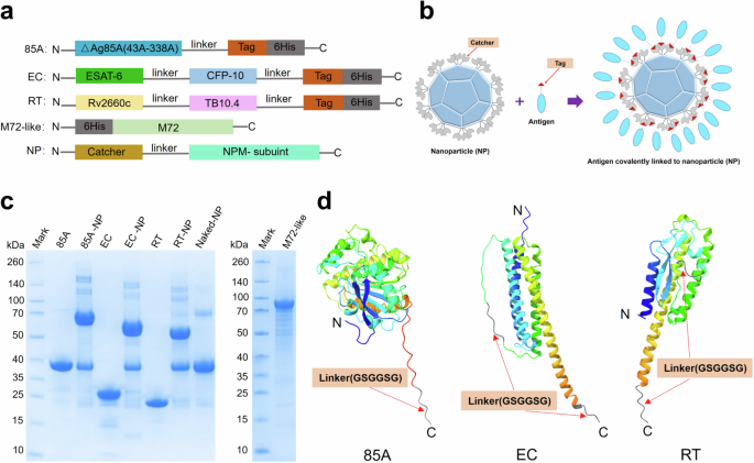 A novel nanoparticle vaccine displaying multistage tuberculosis antigens confers protection in mice infected with H37Rv
