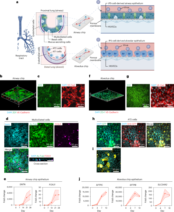 Isogenic induced-pluripotent-stem-cell-derived airway- and alveolus-on-chip models reveal specific innate immune responses
