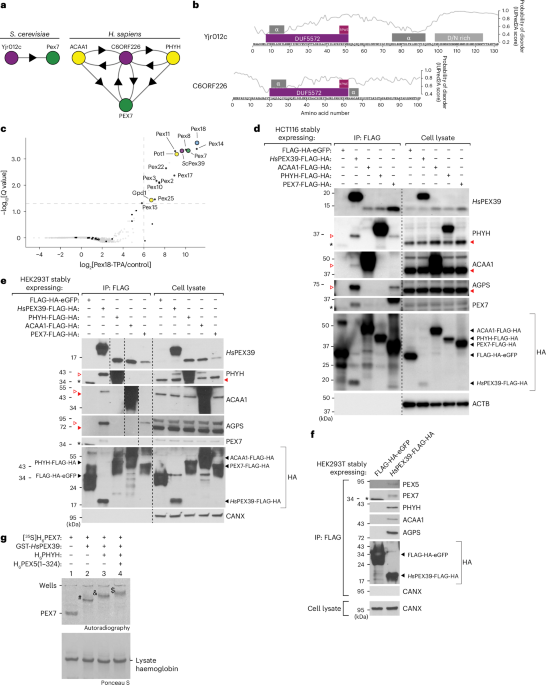PEX39 facilitates the peroxisomal import of PTS2-containing proteins