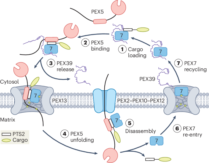 Pieces of the peroxisomal import puzzle