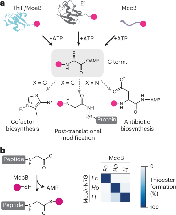 An enzyme for high-yield, ATP-driven C-terminal thioester generation