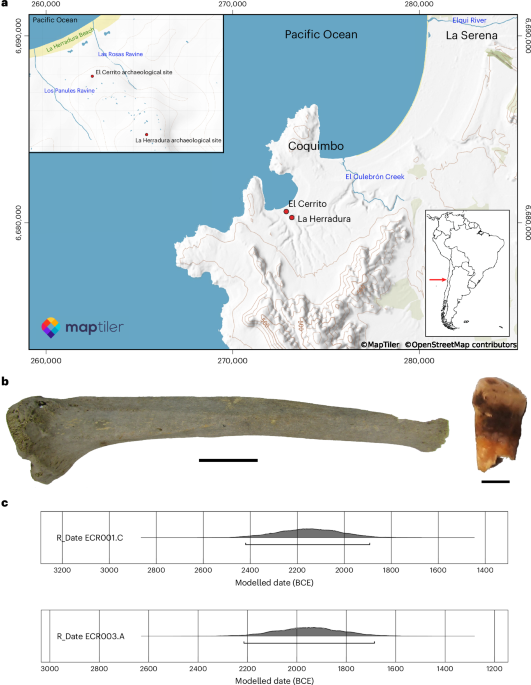 4,000-year-old Mycobacterium lepromatosis genomes from Chile reveal long establishment of Hansen’s disease in the Americas