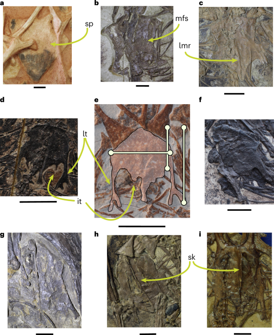 Enlargement of sternum traits facilitated the evolution of powered flight in birds