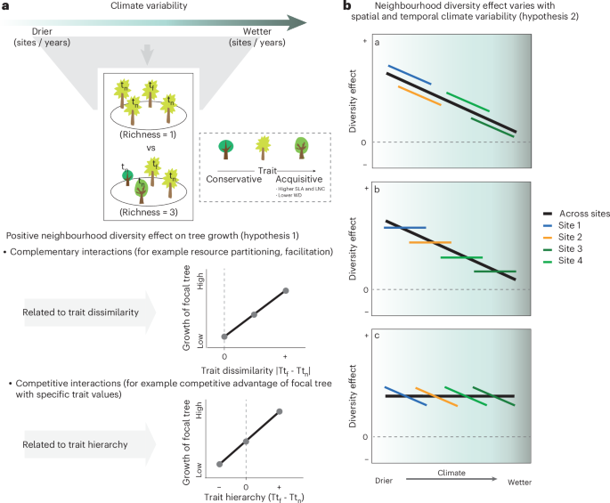 Neighbourhood diversity increases tree growth in experimental forests more in wetter climates but not in wetter years
