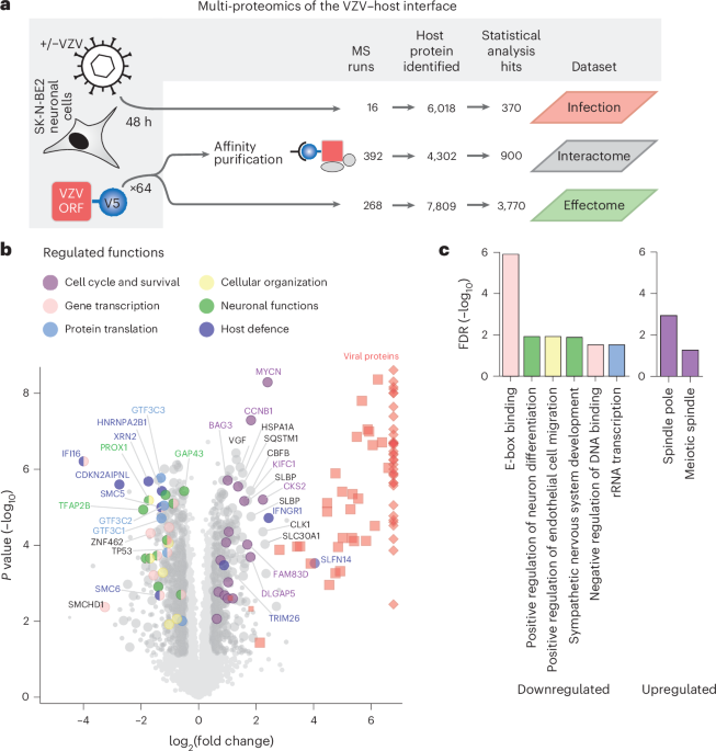 Multi-proteomic profiling of the varicella-zoster virus–host interface reveals host susceptibilities to severe infection