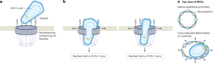HIV-1 capsid found guilty of breaking and entering