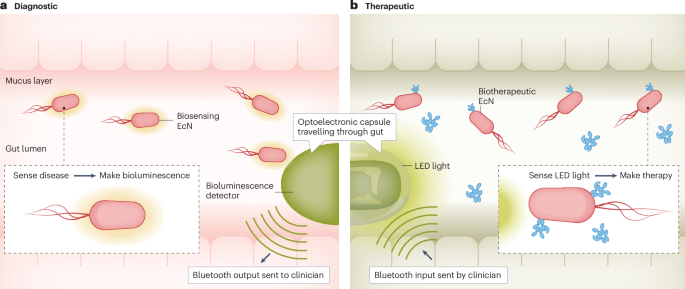Remote control designer probiotics | Nature Microbiology