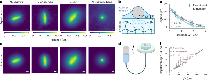 Capillary interactions drive the self-organization of bacterial colonies