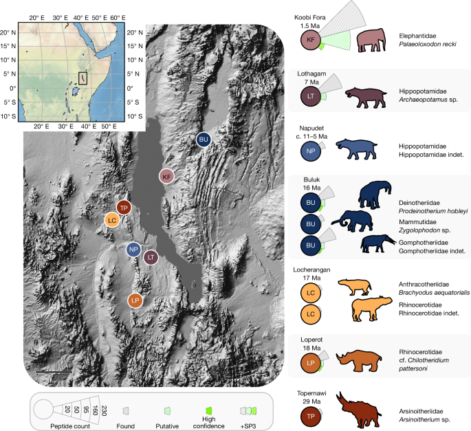 Eighteen million years of diverse enamel proteomes from the East African Rift