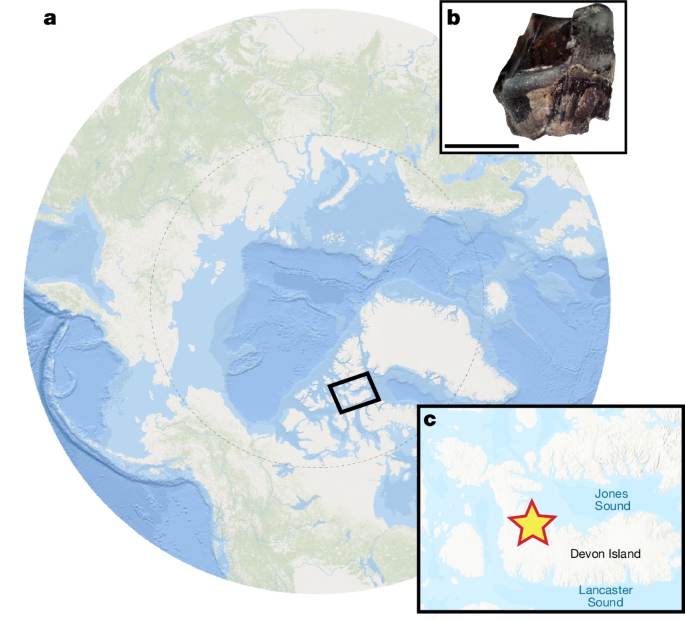 Phylogenetically informative proteins from an Early Miocene rhinocerotid