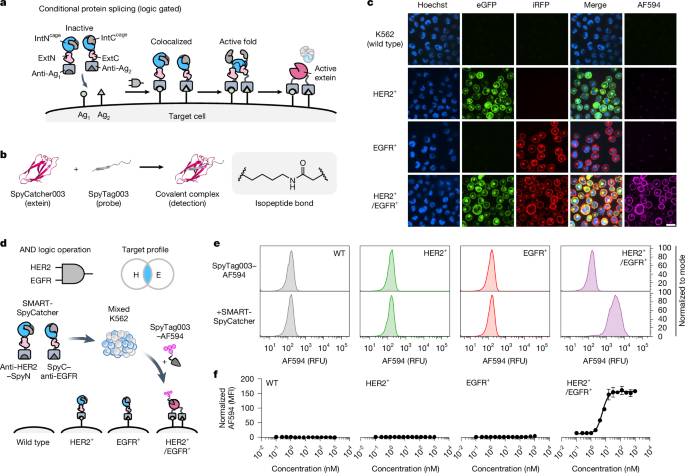 Programmable protein ligation on cell surfaces