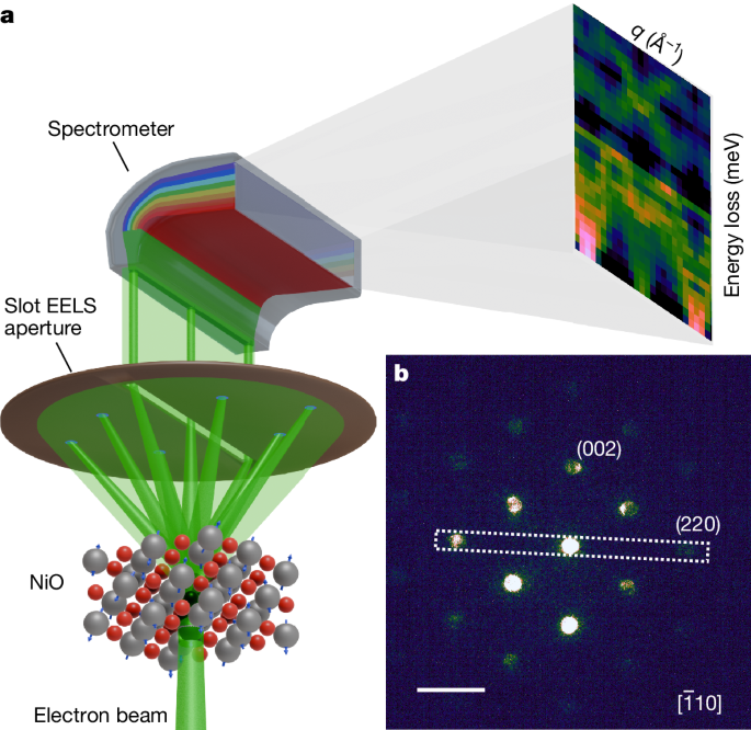 Magnon spectroscopy in the electron microscope