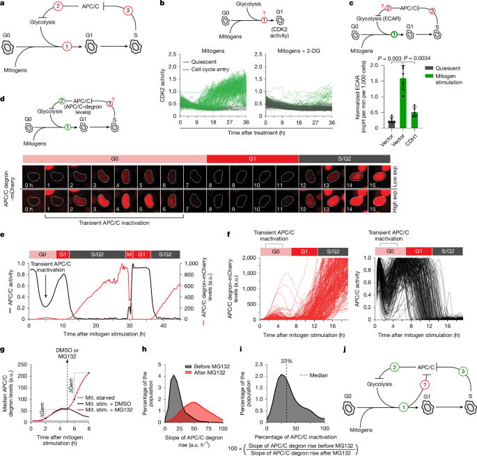 Transient APC/C inactivation by mTOR boosts glycolysis during cell cycle entry