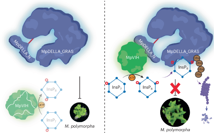 GA-independent DELLA regulation by inositol pyrophosphate in a nonvascular land plant