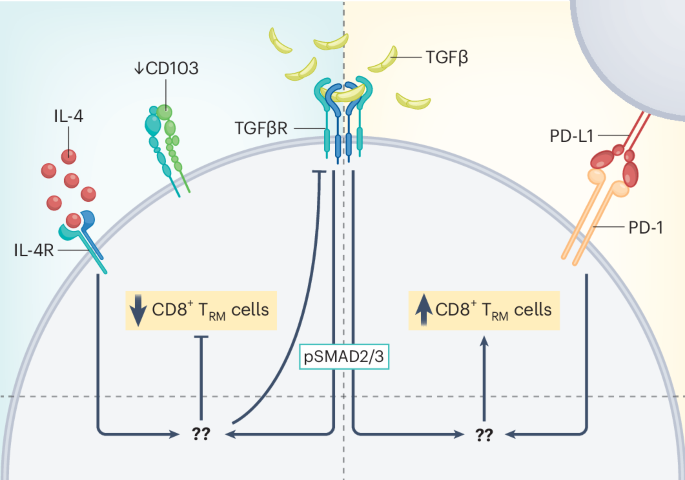 Six degrees of TGFβ | Nature Immunology