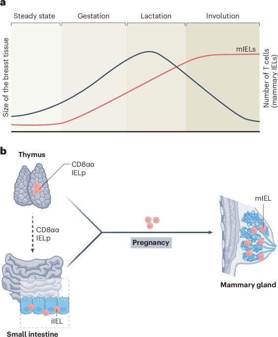 Intraepithelial T cells move from gut to breast to shape lactation