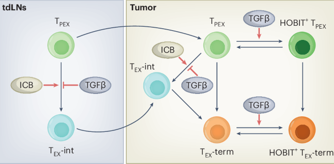 Anti-tumor immunity is boosted by loss of TGFβ-driven tissue residency
