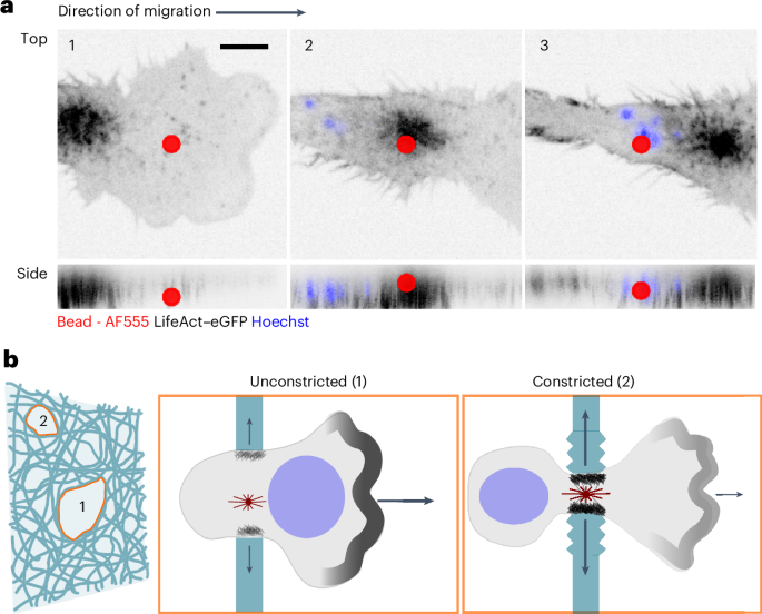 How leukocytes push their way through tissues