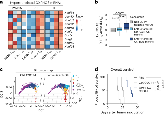Aberrant protein translation promotes T cell exhaustion