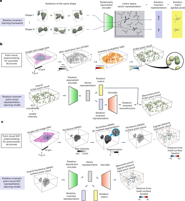 Interpretable representation learning for 3D multi-piece intracellular structures using point clouds