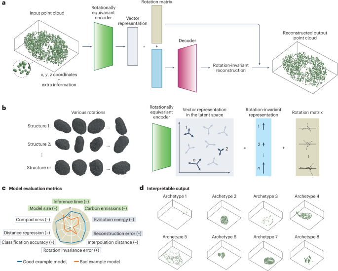 Decoding 3D cell morphology with interpretable point cloud models
