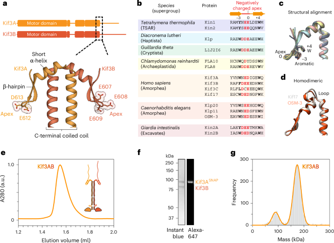 Regulation of kinesin-2 motility by its β-hairpin motif