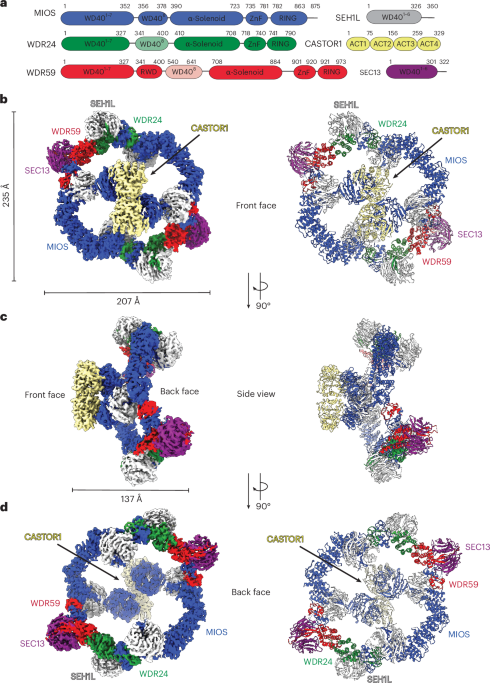 Structural basis for mTORC1 regulation by the CASTOR1–GATOR2 complex