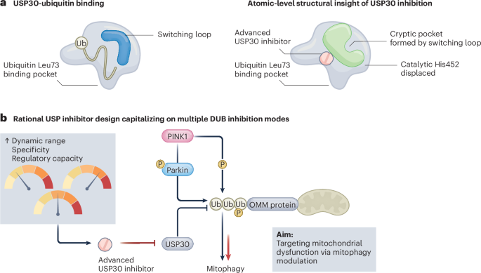 A structural switch reveals how to disarm USP30 and unlock mitophagy