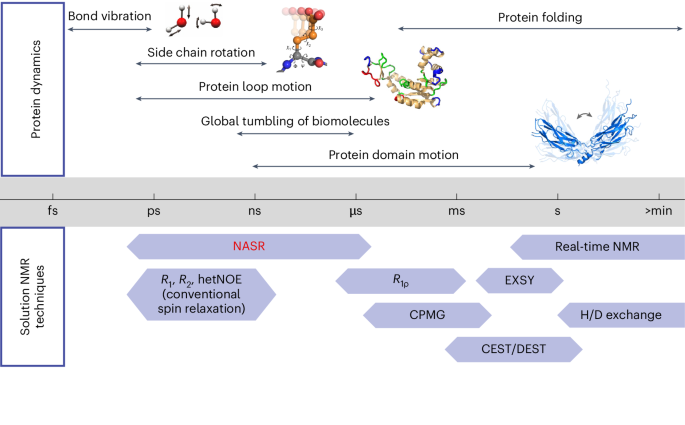 Detection of intramolecular protein dynamics on nanosecond-to-microsecond timescales by nanoparticle-assisted NMR spin relaxation (NASR)