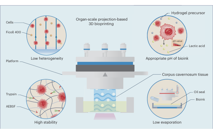 Bioink design for organ-scale projection-based 3D bioprinting