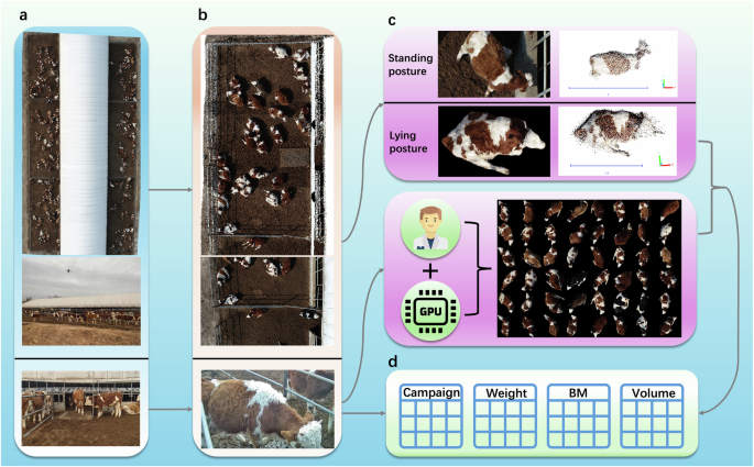Integrated unmanned aerial vehicle-based LiDAR and RGB data for individual cattle growth monitoring in precision livestock farming