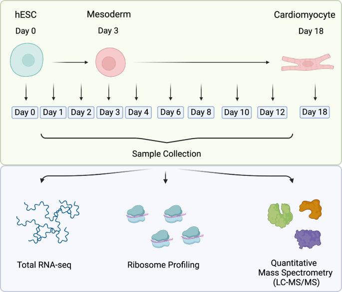 Temporal multiomics gene expression data of human embryonic stem cell-derived cardiomyocyte differentiation